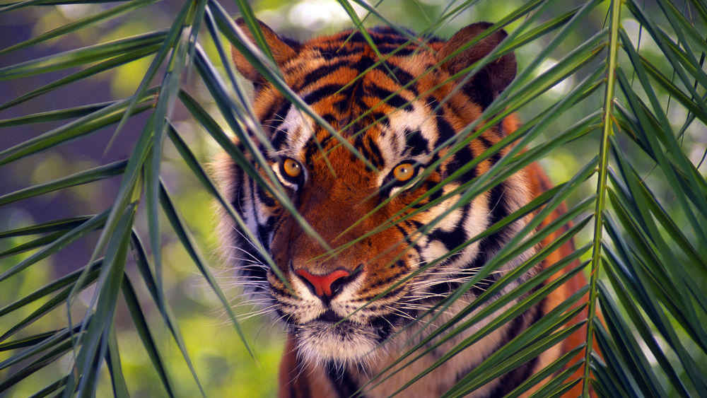 Обои для рабочего стола Тигр сидит на пальмовыми ветвями
