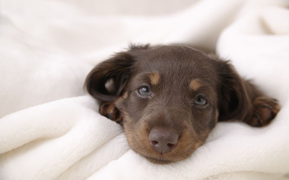 Обои для рабочего стола Щенок таксы / Dachshund Puppy сладко дремлет под одеялом