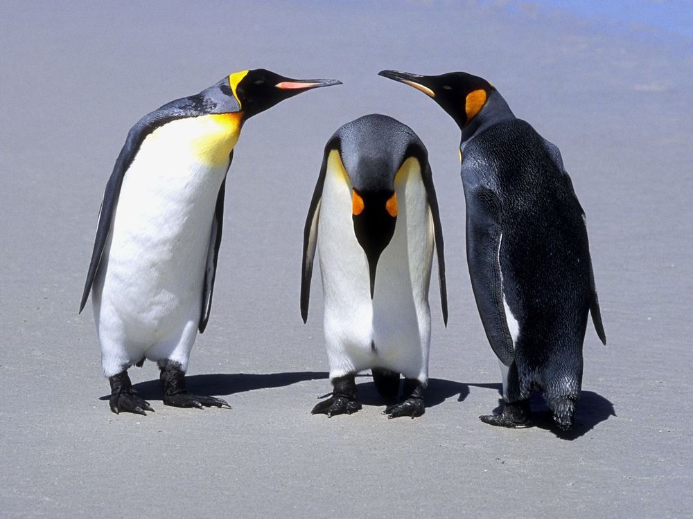 Обои на рабочий стол Три пингвина, обои для рабочего стола, скачать обои,  обои бесплатно