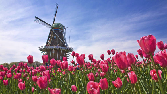 Обои на рабочий стол Мельница в тюльпановом поле (Голландия / Holland)
