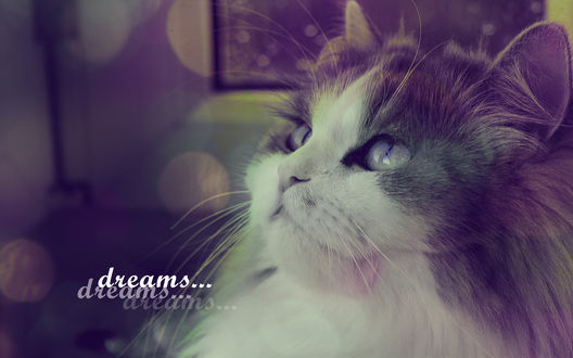 Обои на рабочий стол Кот поднял голову в верх (dreams/ мечты)