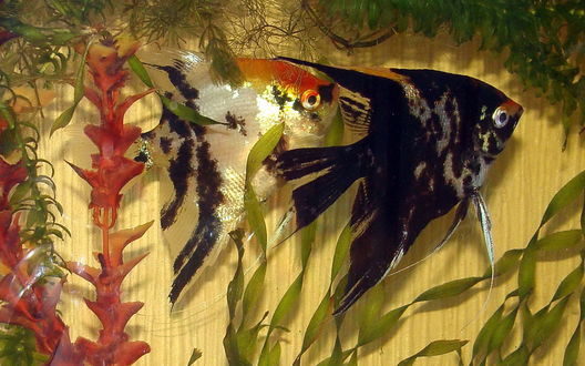 Обои на рабочий стол Pterophyllum между растениями в аквариуме