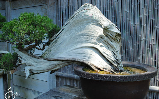 Обои на рабочий стол Искусство бонсая - кусок мёртвого дерева, рядом вечнозелёный собрат