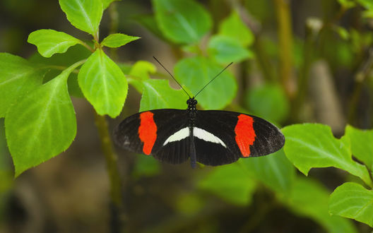 Обои на рабочий стол Красивая Heliconius melpomene на листьях 
