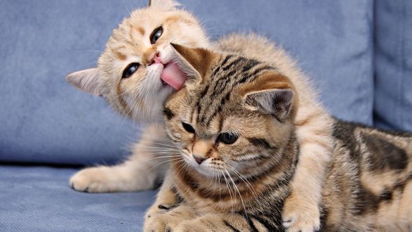 Обои на рабочий стол Котёнок облизывает своего собрата 