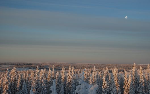 Обои на рабочий стол Луна над заснеженными верхушками елей ночью