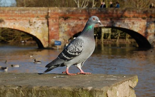 Обои на рабочий стол Голубь в городском парке