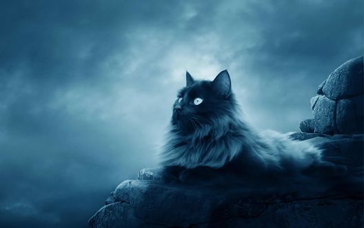 Обои на рабочий стол Кот в магическом свете луны