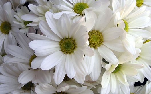 Обои на рабочий стол Белые ромашки / White Daisies	