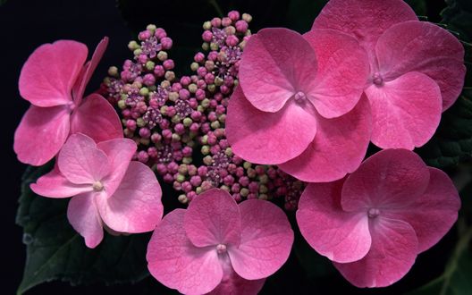 Обои на рабочий стол Гортензия / Hydrangea