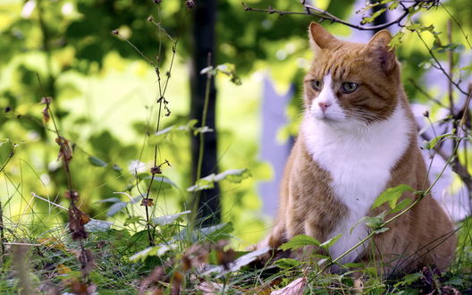 Картинки кошка на природе