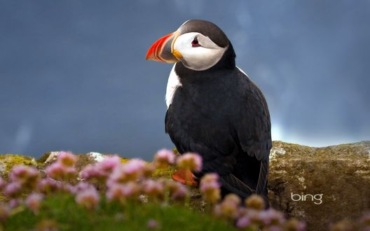Обои на рабочий стол  Atlantic Puffin / Атлантический тупик, Bing