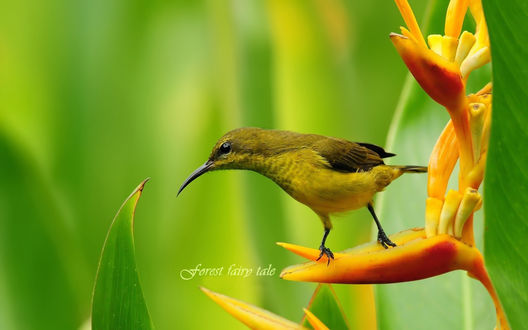 Обои на рабочий стол Райская птица / Bird of Paradise на ярко-оранжевом цветке