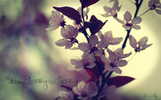 Обои на рабочий стол Цветущие вишневые ветки (from spring to spring)