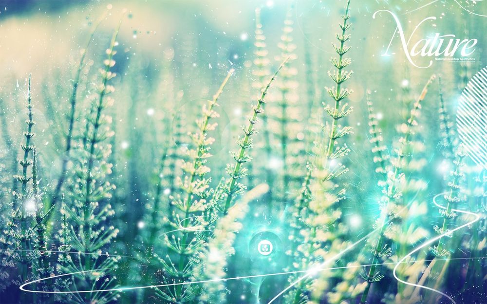 Обои для рабочего стола Маленькие белые цветочки, Nature 