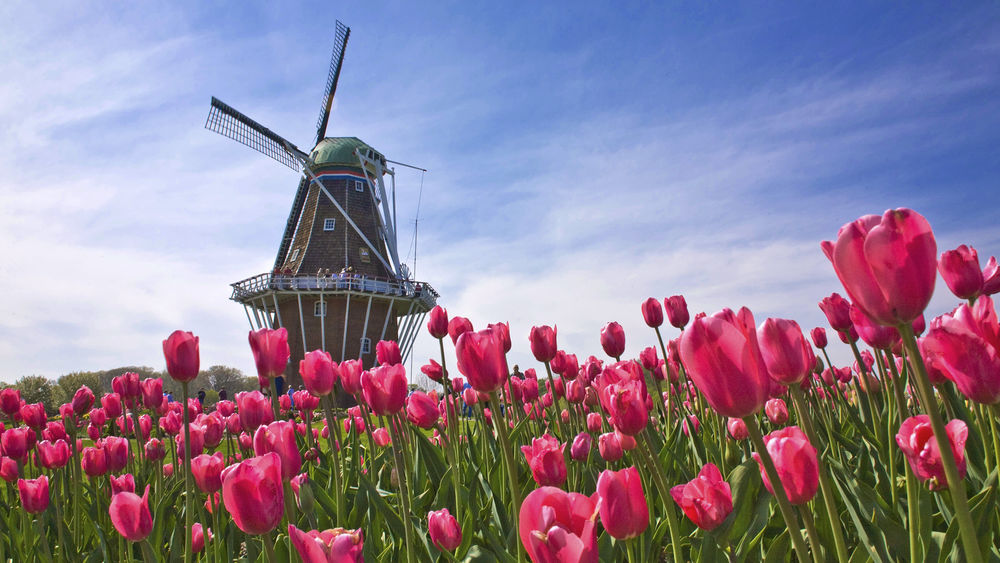 Обои для рабочего стола Мельница в тюльпановом поле (Голландия / Holland)