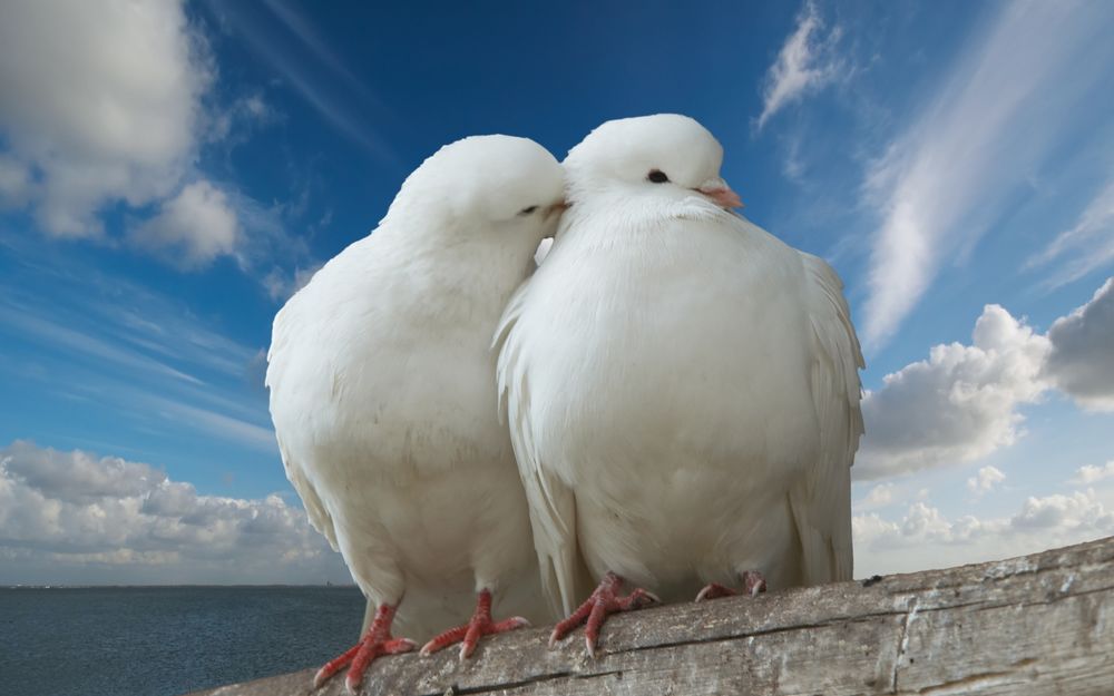 Обои для рабочего стола Два белых голубя сидят на фоне неба и моря