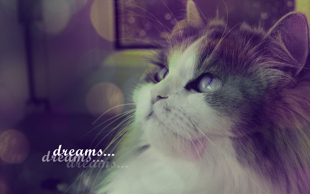 Обои для рабочего стола Кот поднял голову в верх (dreams/ мечты)