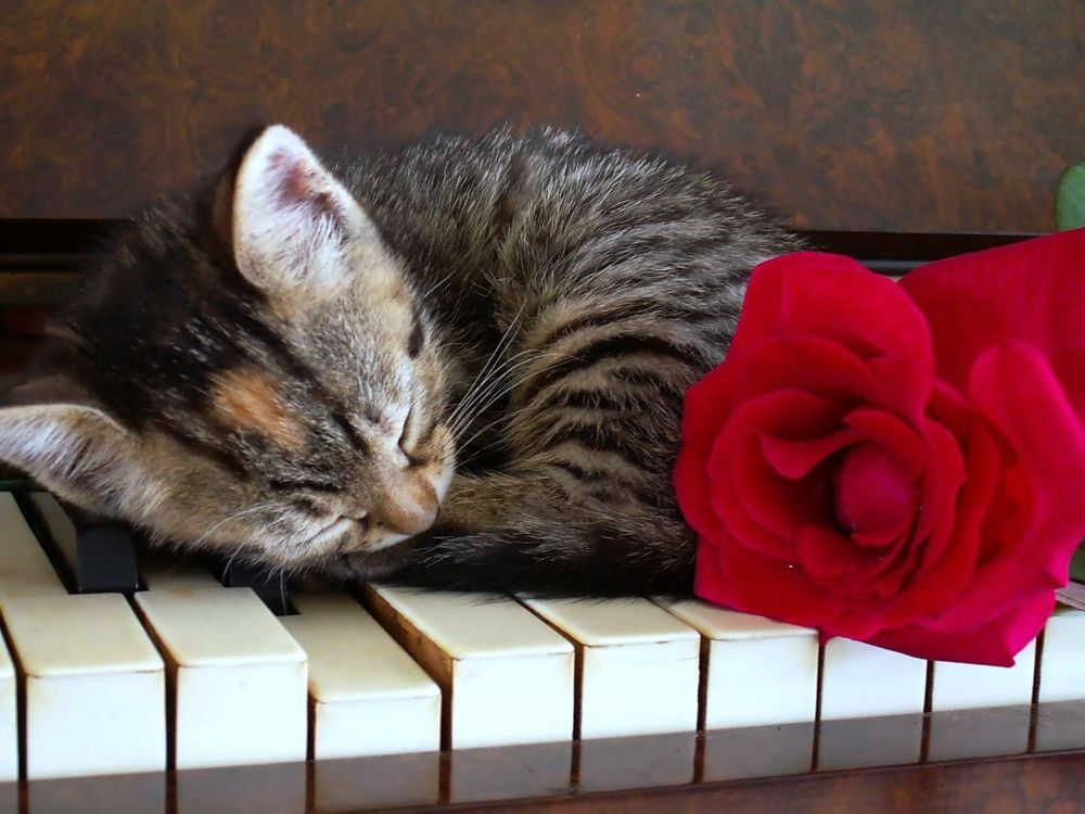 Обои для рабочего стола Маленький милый котенок спит на фортепиано скрутившийся в клубок рядом с красной розой
