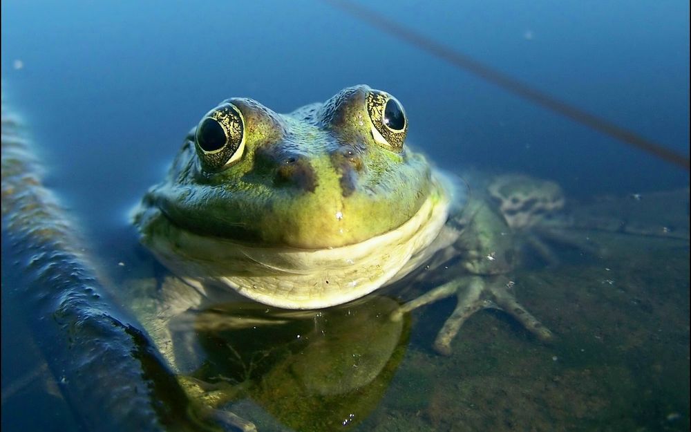 Обои для рабочего стола Зелёная жаба сидит в воде