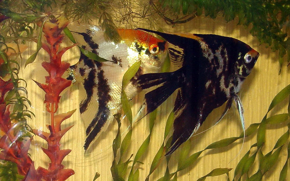 Обои для рабочего стола Pterophyllum между растениями в аквариуме