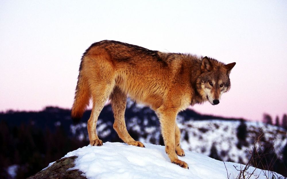 Описание Рыжего Волка из Красной Книги