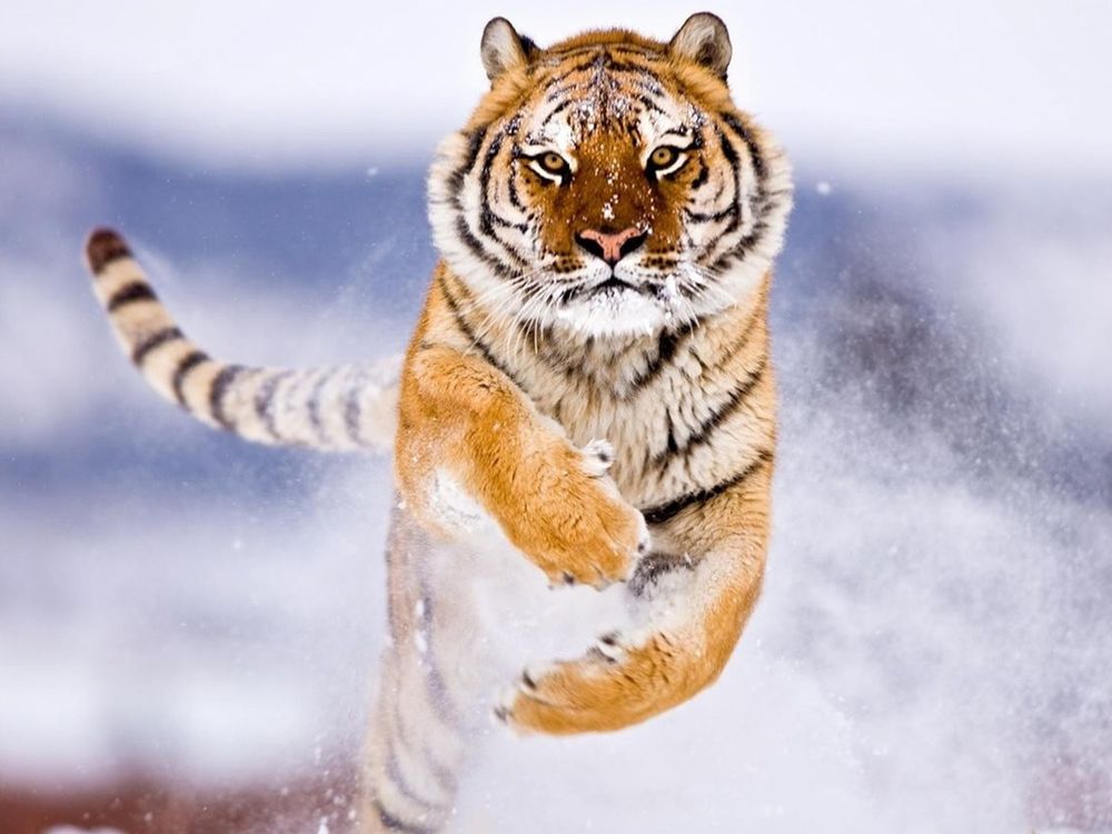 Обои для рабочего стола Красивый тигр бежит по снегу 