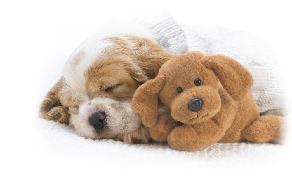 Обои для рабочего стола Милый пёс спит с игрушечным медведем