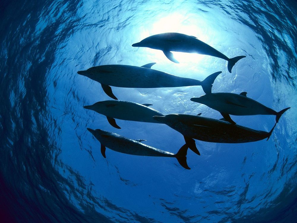 Обои для рабочего стола Дельфины плавают в морских глубинах