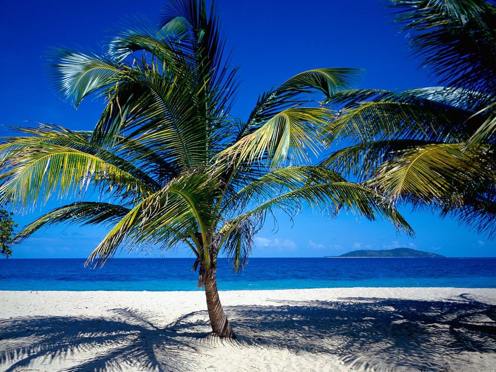 Обои для рабочего стола Красивые пальмы растут на берегу океана 