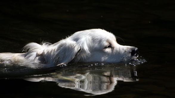 Обои на рабочий стол Золотистый ретривер / Golden Retriever плывёт в воде 