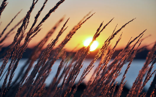 Обои на рабочий стол Колоски встречают утро и восходящее солнце