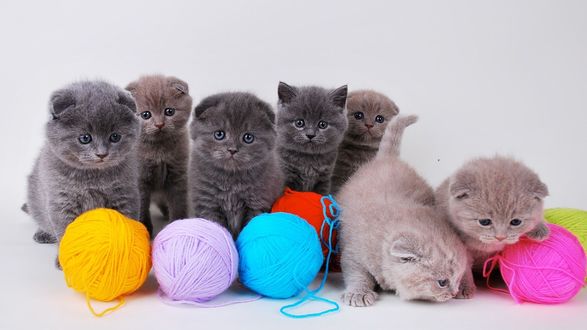 Обои на рабочий стол Котята играются с разноцветными клубками ниток