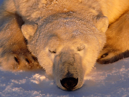 Обои на рабочий стол Спящий белый медведь