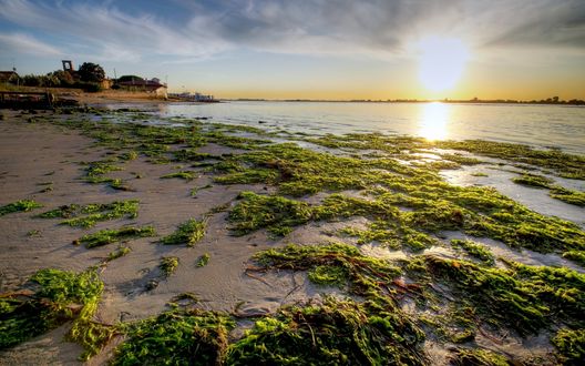 Обои на рабочий стол Весь берег моря усыпан морскими водорослями