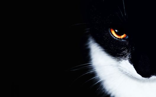 Обои на рабочий стол Черно-белый кот смотрит зловеще на фоне тьмы