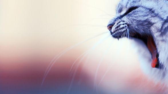 Обои на рабочий стол Недовольный кот разинул рот