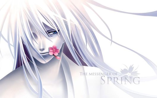 Обои на рабочий стол Беловолосый парень с цветком сакуры во рту (The messenger of Spring / Посланник Весны)