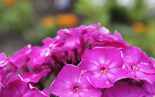 Обои на рабочий стол Флокс метельчатый / Phlox paniculata малиновый