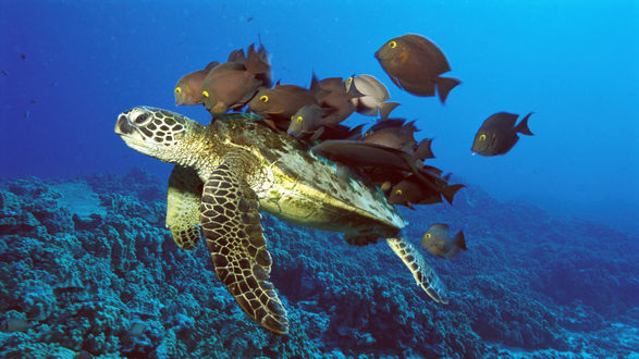 Обои на рабочий стол Рифовые рыбы чистят панцирь черепахе