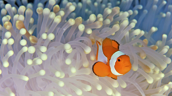 Обои на рабочий стол Рыба-клоун (лат. Amphiprioninae) и  полипы
