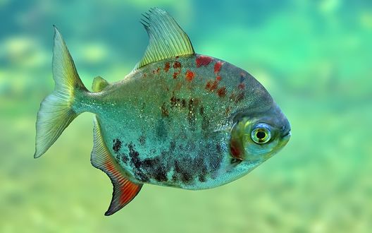 Обои на рабочий стол Piranha / Пиранья
