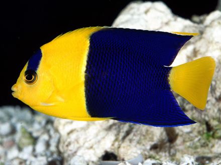 Обои на рабочий стол Bicolor Angelfish / Двухцветный Морской ангел
