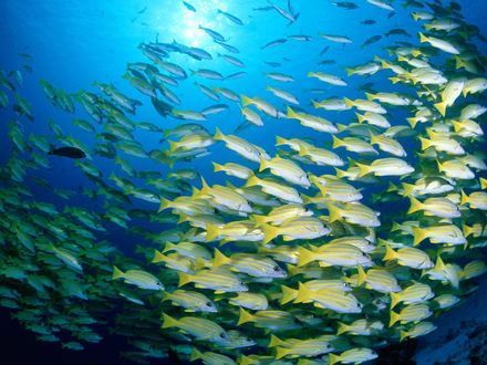 Обои на рабочий стол Косяк морского окуня