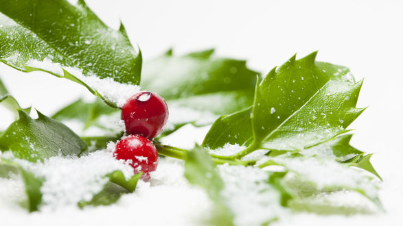 Обои на рабочий стол Красные ягодки и листья Ilex aquifolium / Остролиста  присыпаны снегом