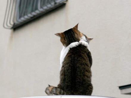 Обои на рабочий стол Коты обнимаются