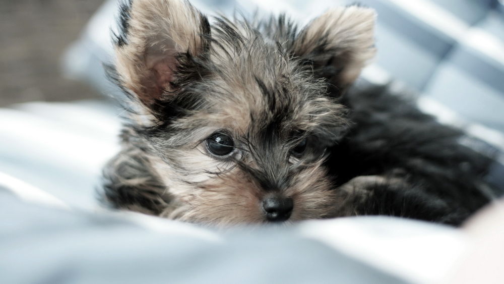 Обои для рабочего стола Щенок  Йоркширского терьера / Yorkshire terrier