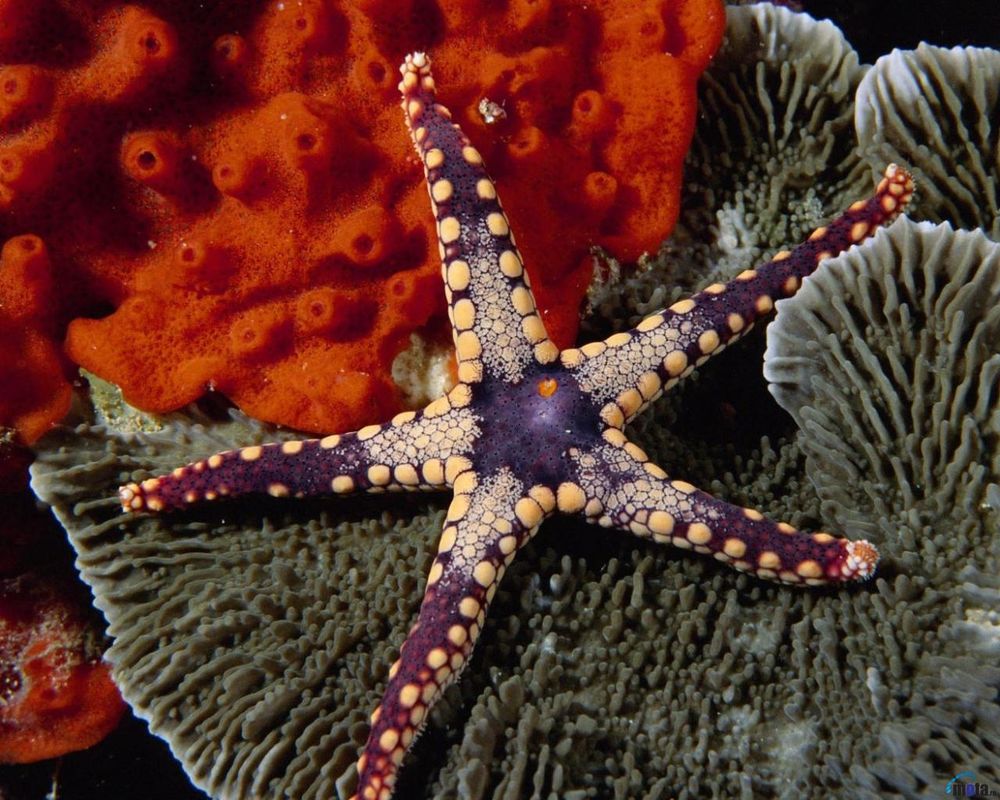 Обои для рабочего стола Морская звезда лежит на коралле