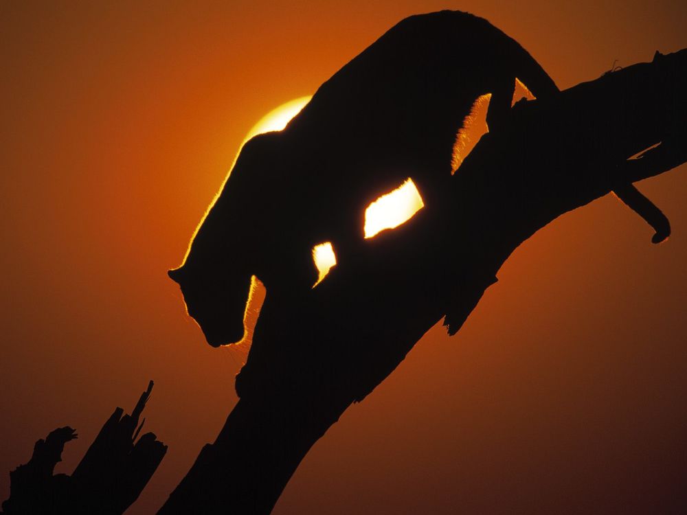 Обои для рабочего стола Дикая кошка лезет по дереву напротив солнца