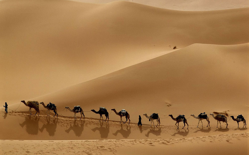 Обои для рабочего стола Караван верблюдов идет по пустыне